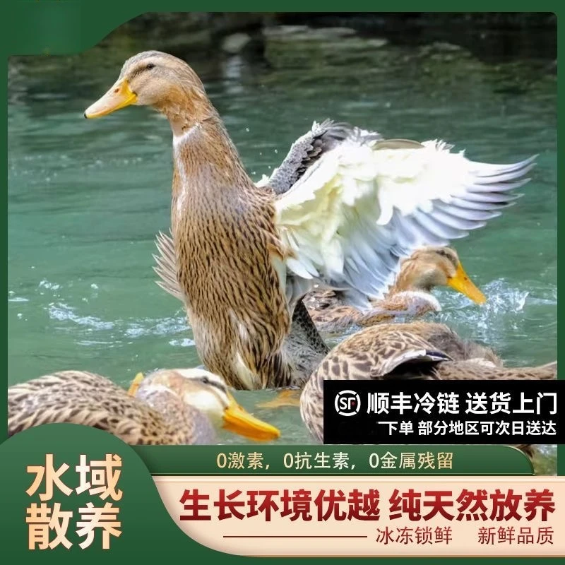 【买二送一共发三只】土鸭麻鸭顺丰宰杀发无掌翅无内脏