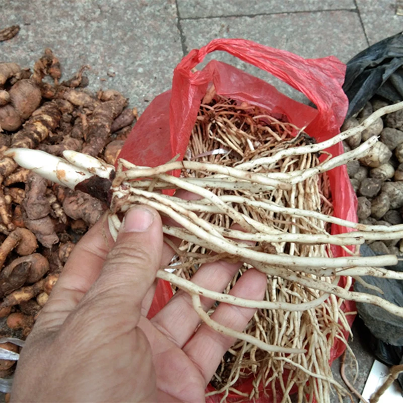 现挖新鲜百尾笋500克 贵州倒竹伞炖肉煲汤竹叶参煮水泡茶万寿竹根