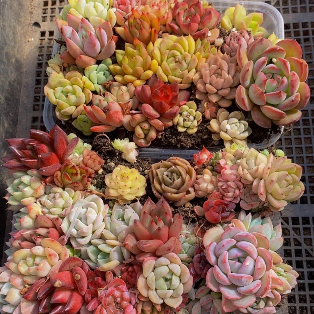 534多肉植物保护研究所所长助理