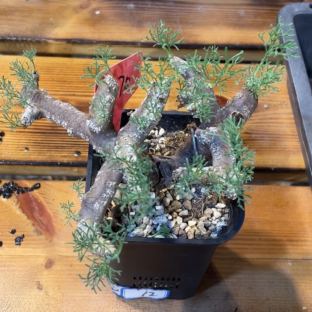 产地黑皮月界，养定，白花