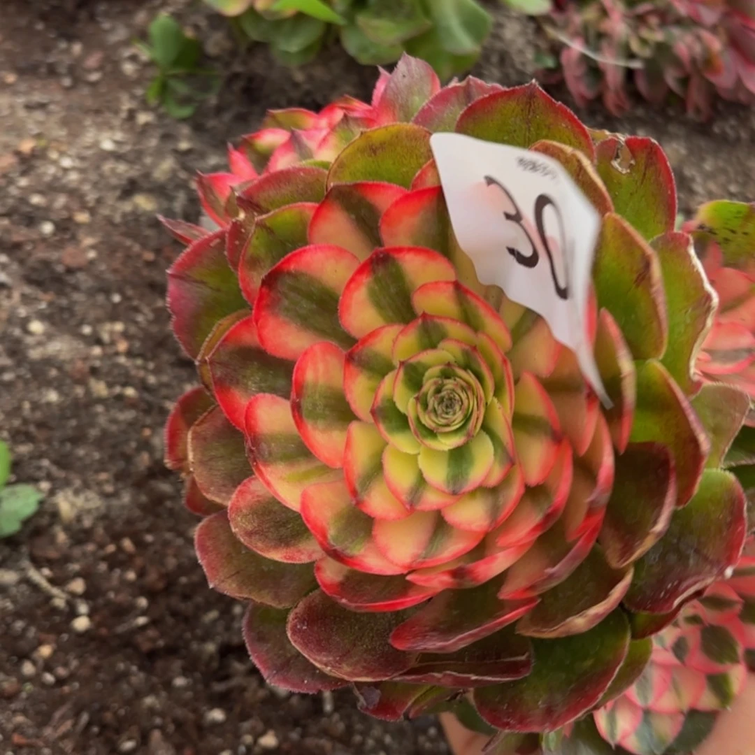 哈哈多肉植物福利304