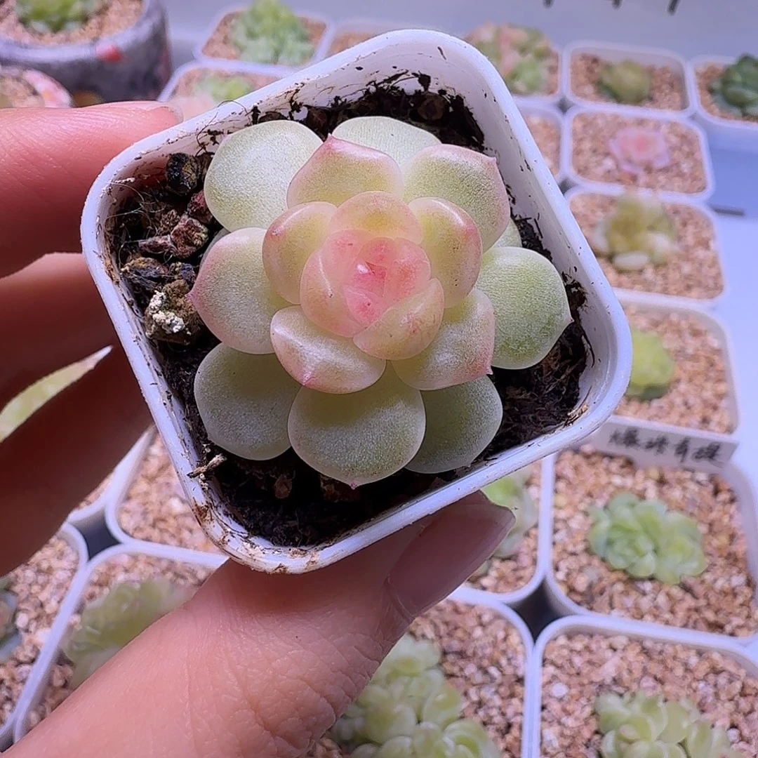 甜心暮岛一物一拍