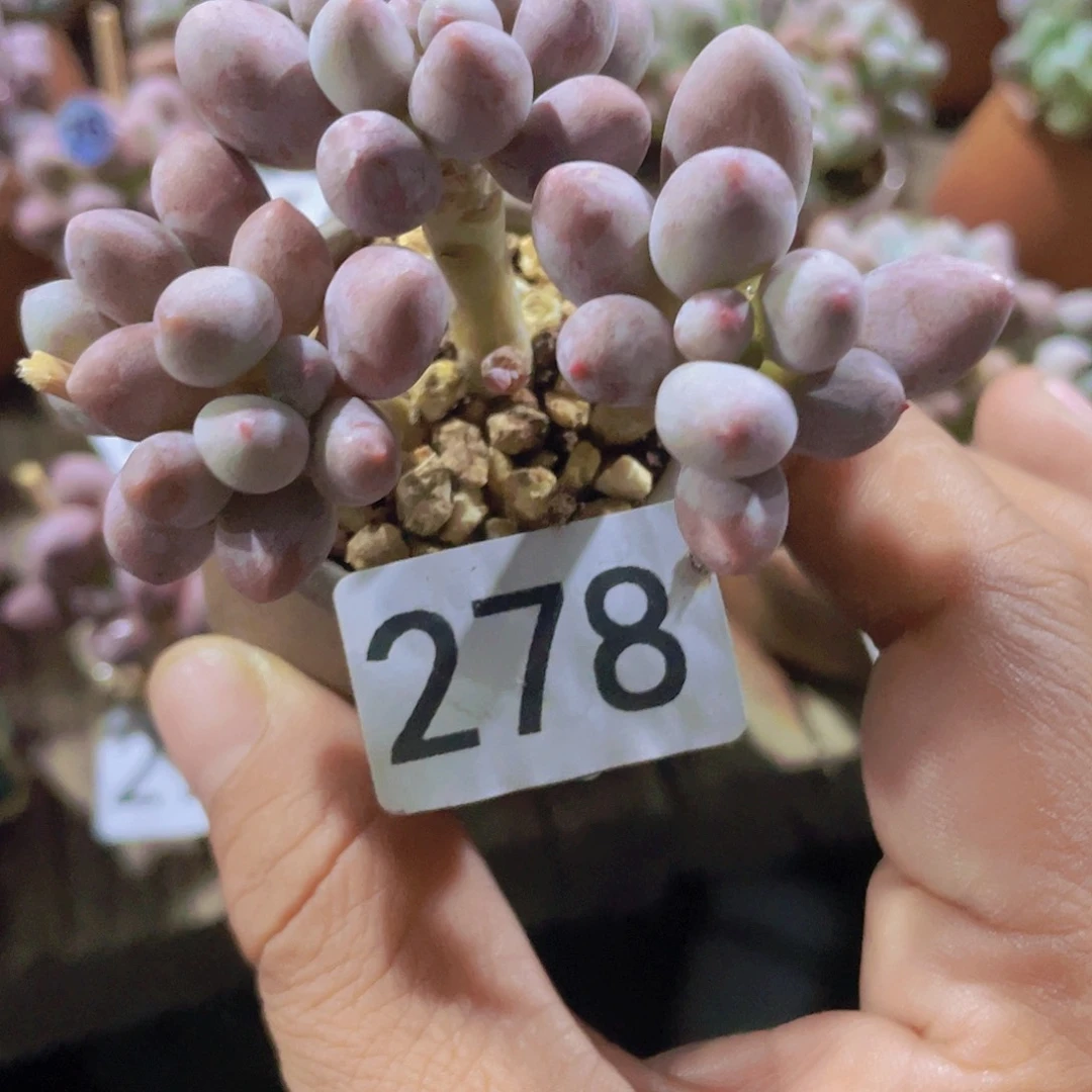 奶尖多肉植物多肉