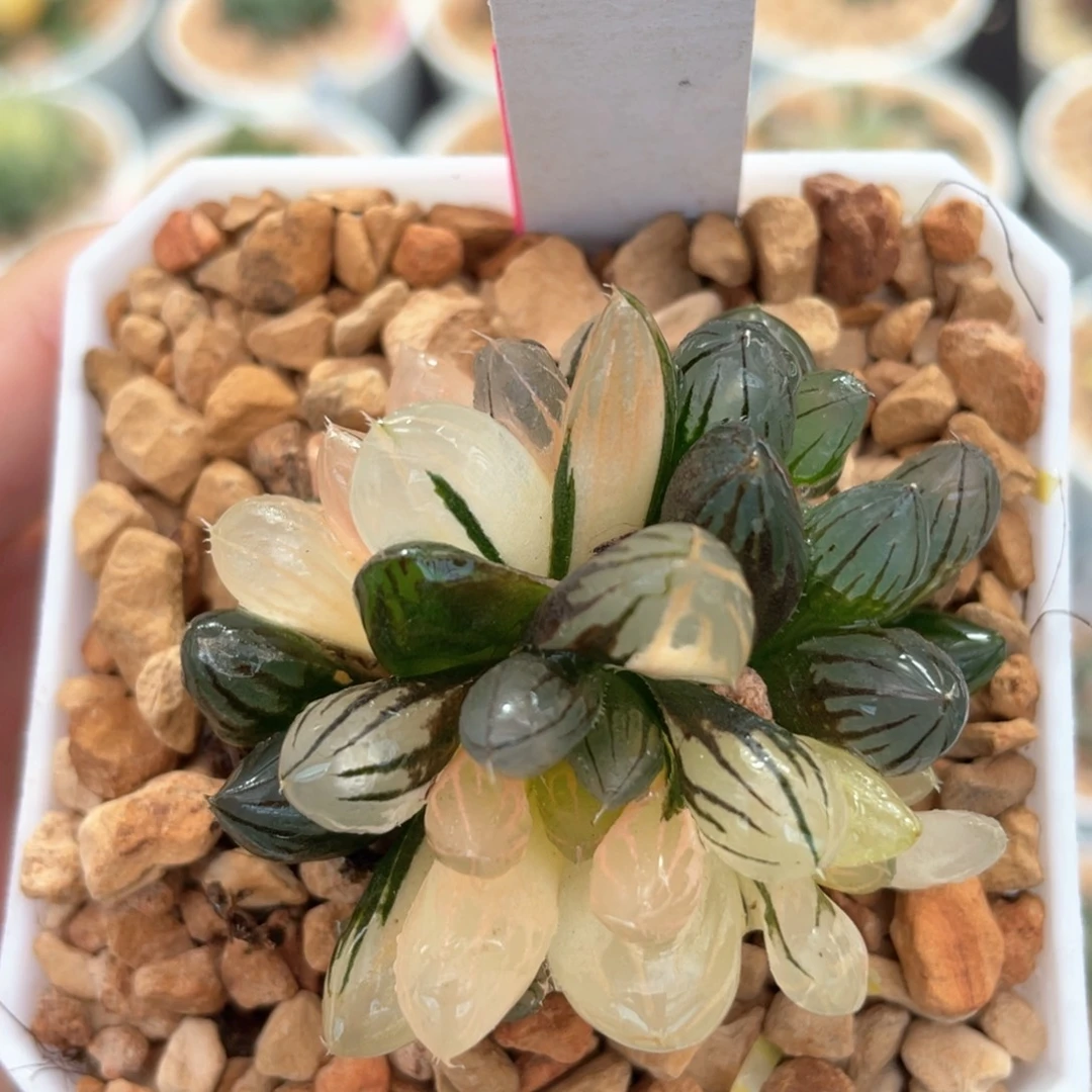 79霓虹灯锦群。