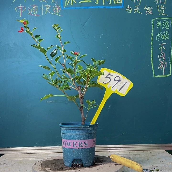 当前无花栽培后可以开花福利 黑美人 591