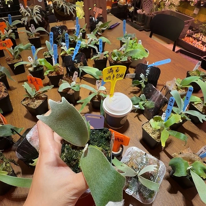 无花朵鹿野直播间竞拍月光混小皇冠