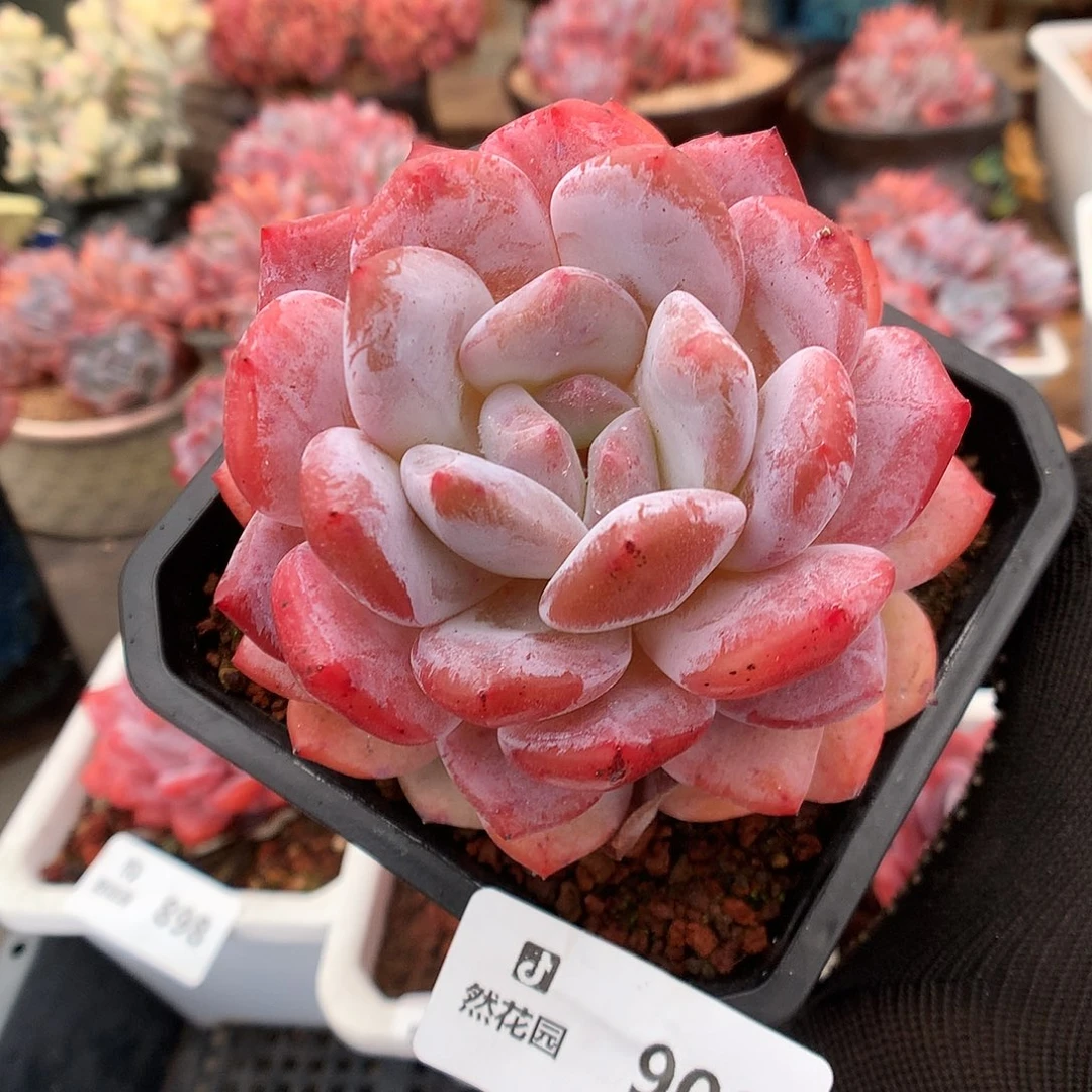 900雪天使多肉植物6666