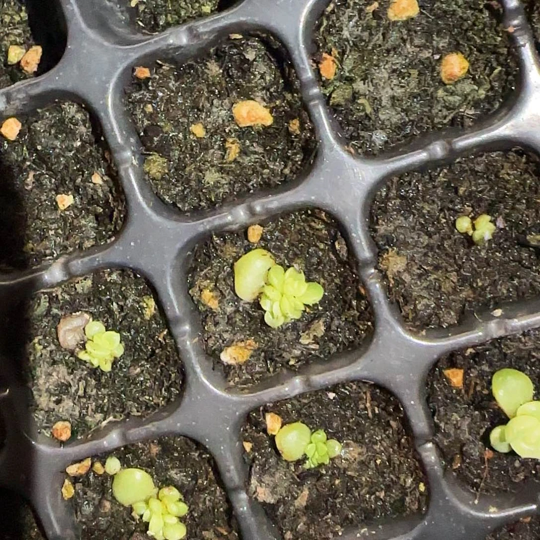 霓裳芝麻穴一个满25包邮