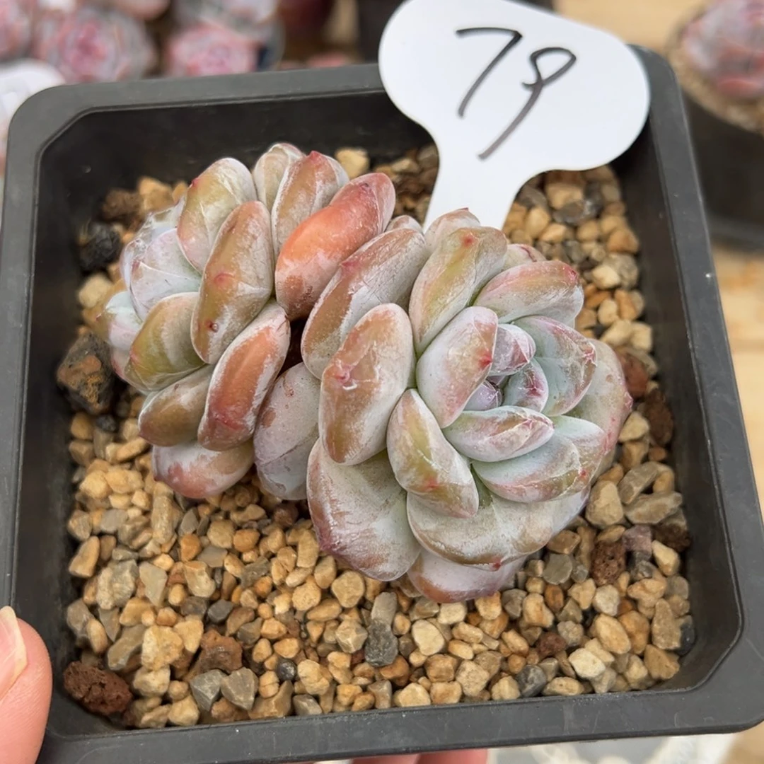 78号两头胖体大包脸