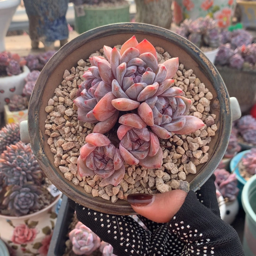 石榴籽五头花花花