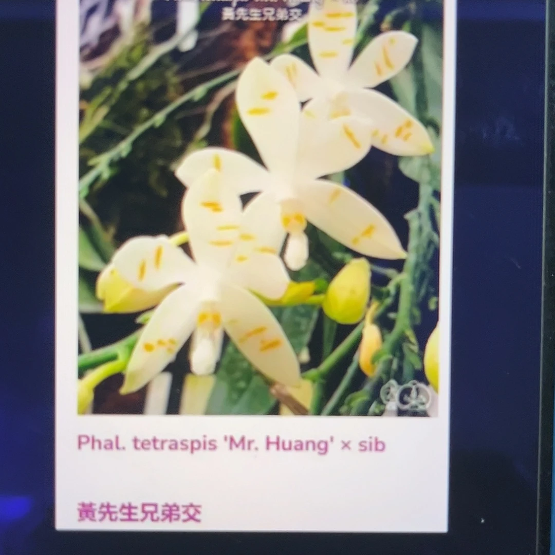 完全开放盾花黄先生，1.7杯苗，根不多