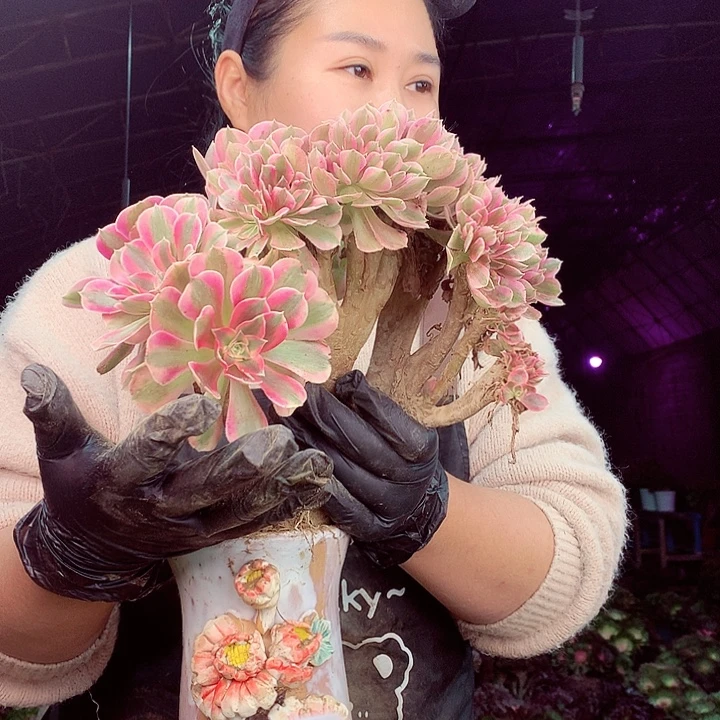 柒柒精品多肉脱土发货不包断侧枝867