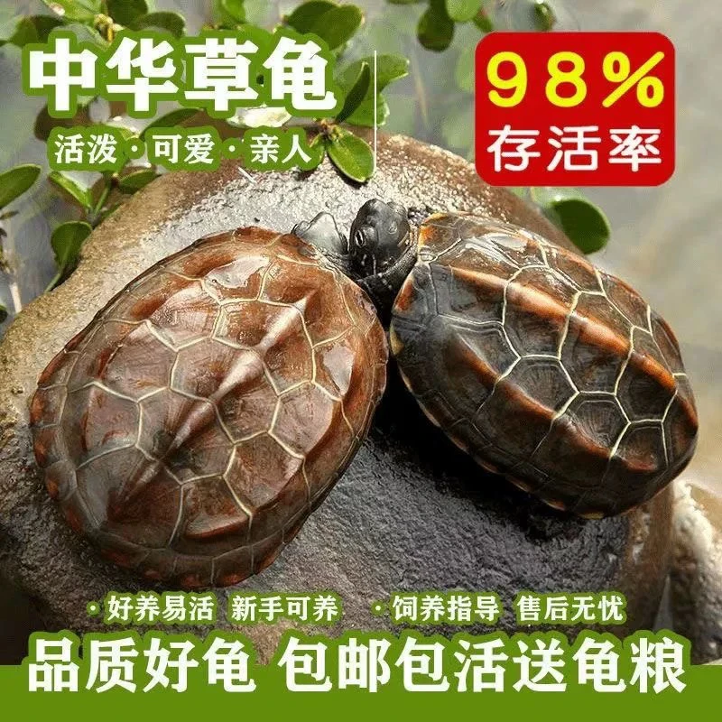 【每只2-3厘米】中华草龟金线草龟墨龟干苗大苗送龟粮包活15天