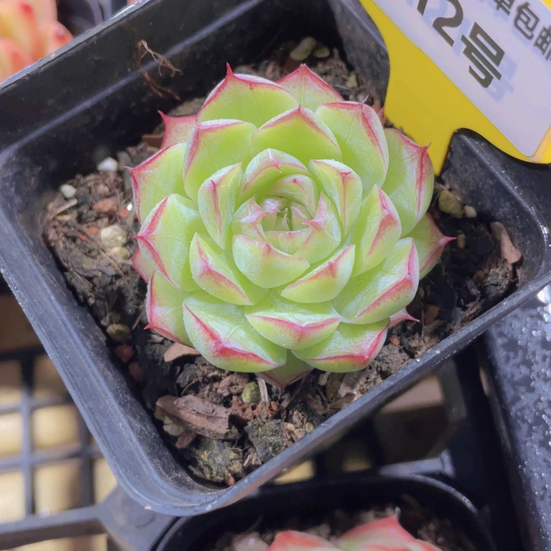612号 玫瑰花冰透女王