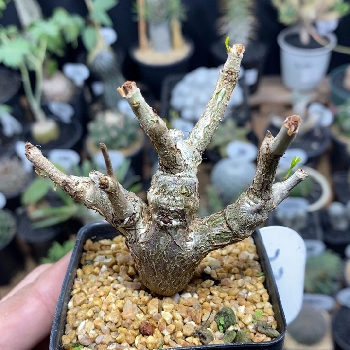 实生沙漠苏木234号8cm