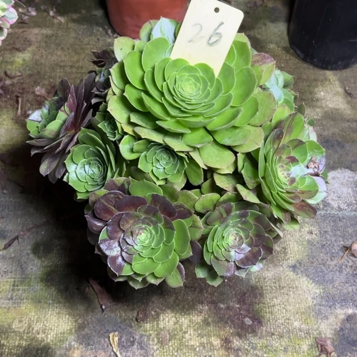 26花月夜多肉一物一拍