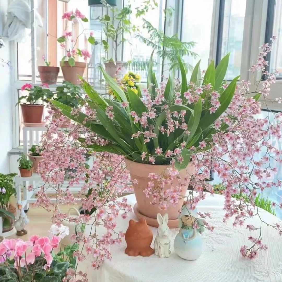 红梦香兰盆栽兰花 香水文心兰阳台客厅办公室盆栽花卉好养护