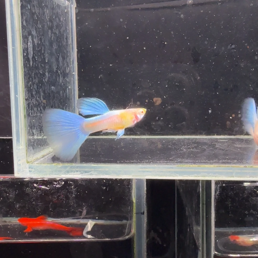 孔雀鱼蓝白种鱼1对