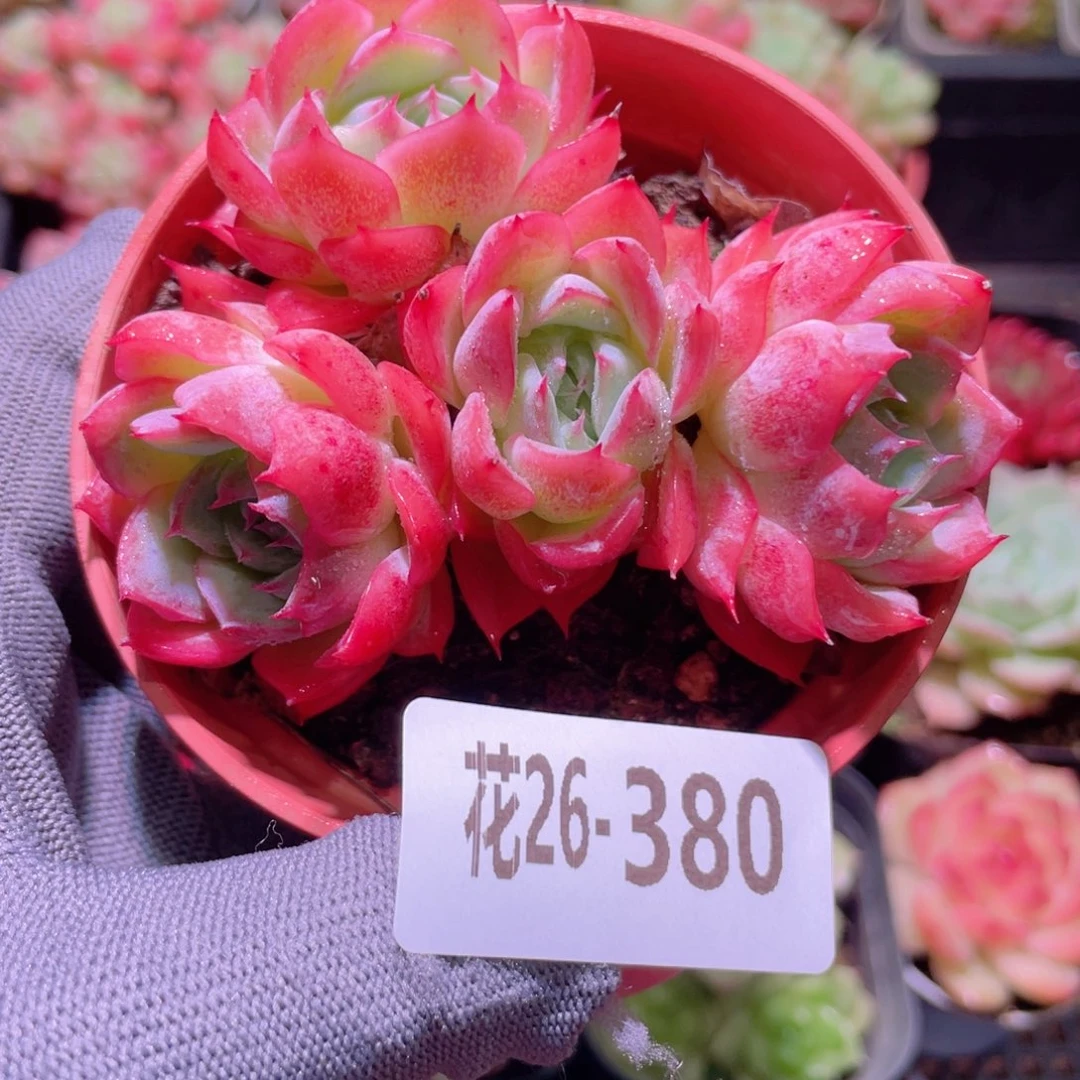 花利美26-380孤星