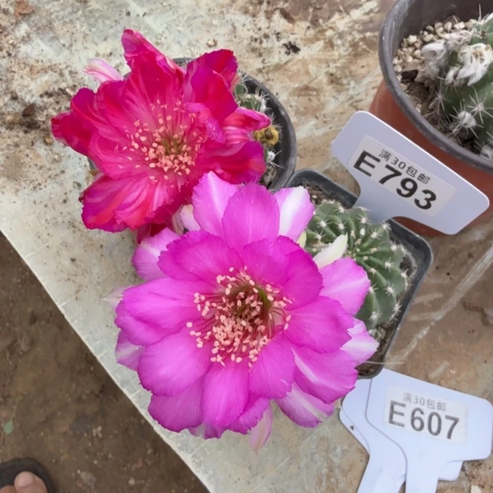 微瑕血型红蝉特价E73