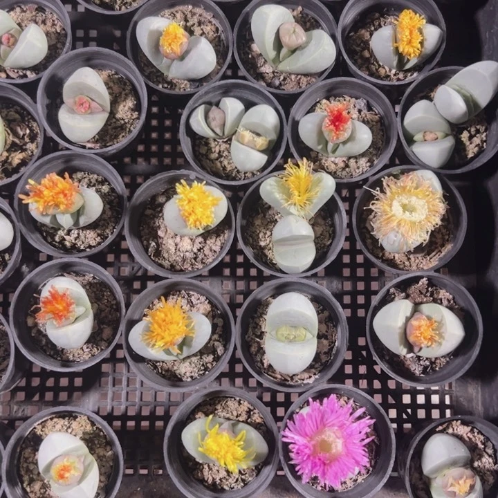金玲玉精品多肉植物