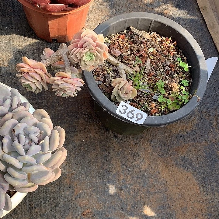 369可爱玫瑰 一物一拍多肉