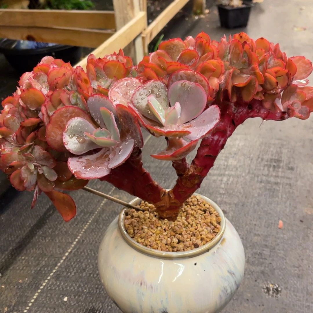 随***子76768686868686888