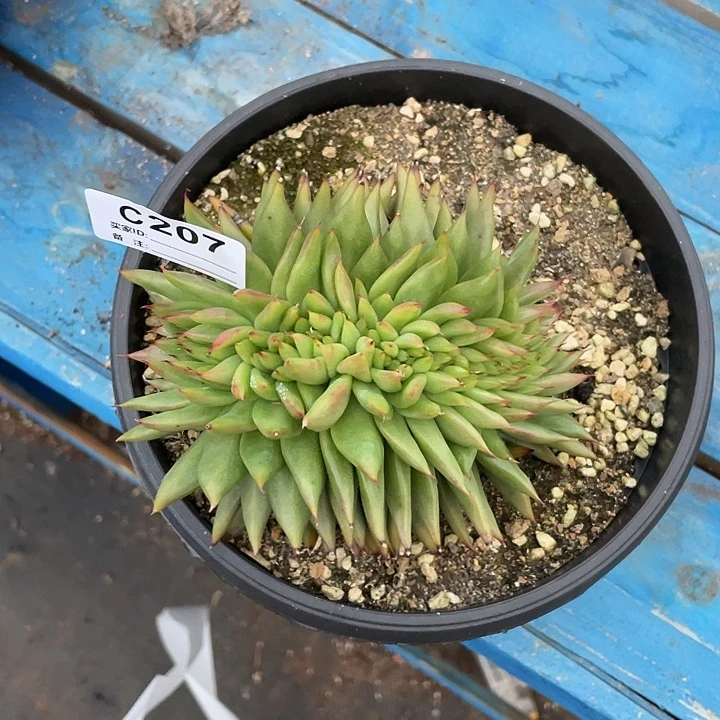 若如东云单拍C207