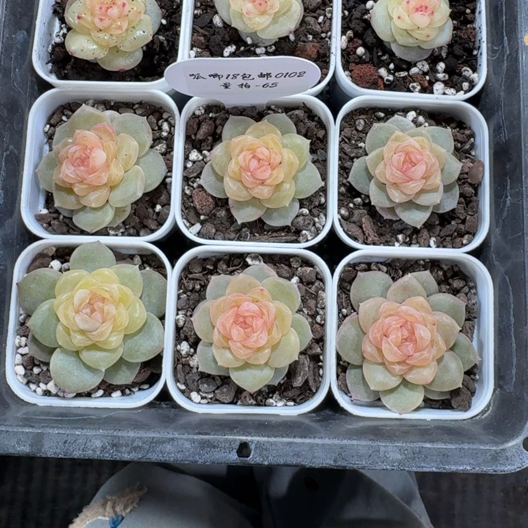 0102-065-翠微一颗量拍