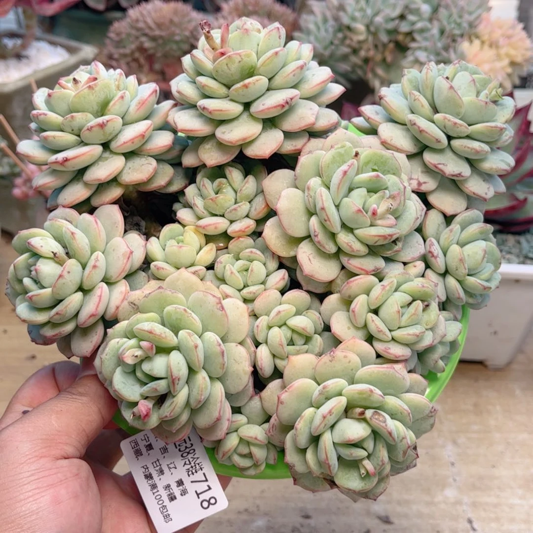 718香草德华多肉