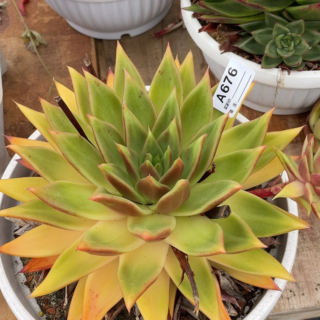 若如东云单拍A676