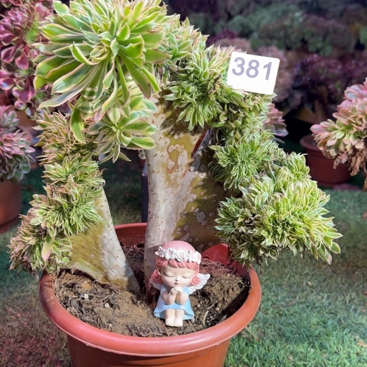 夕颜法师锦缀化381