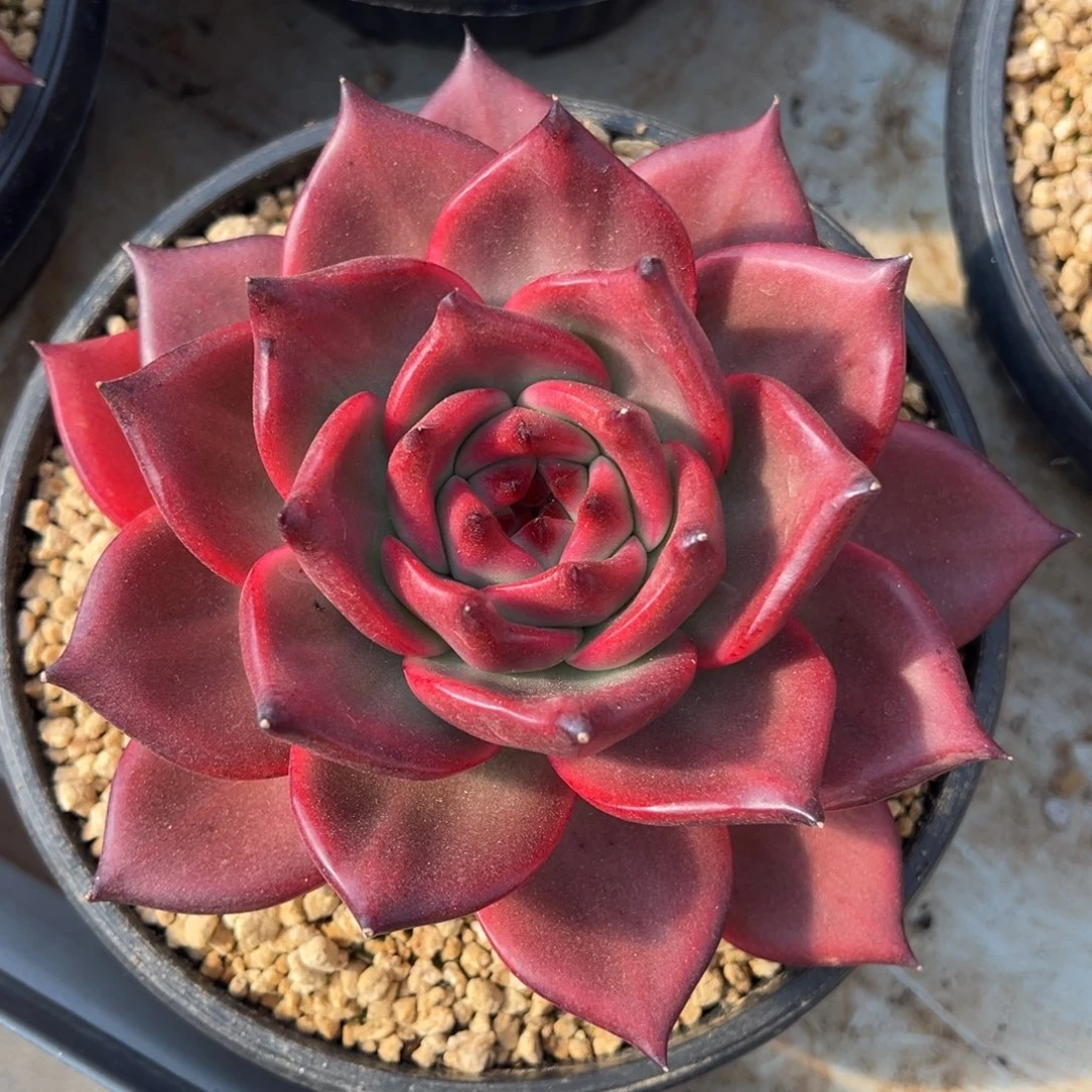 粉钻多肉植物多肉植物