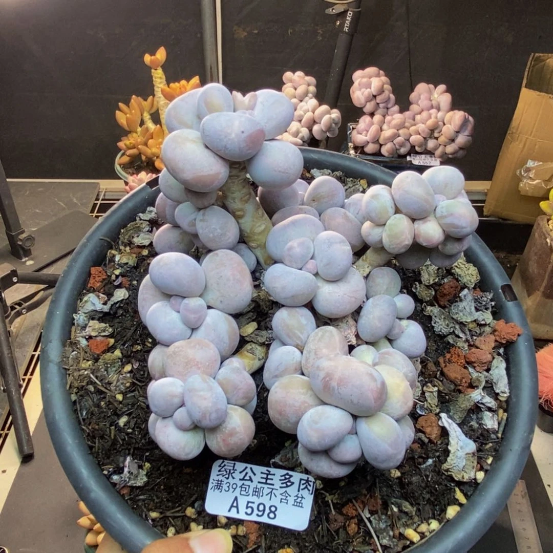 598芭比奶多肉12c m