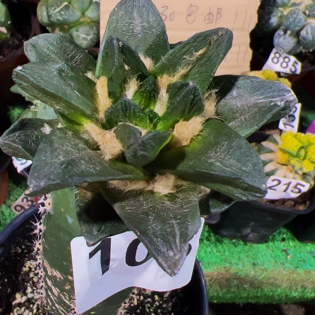 无花朵短宽尤龙角牡丹108