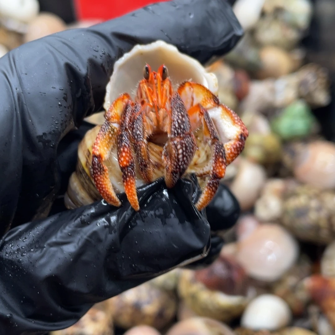 不退不换谢谢支持33