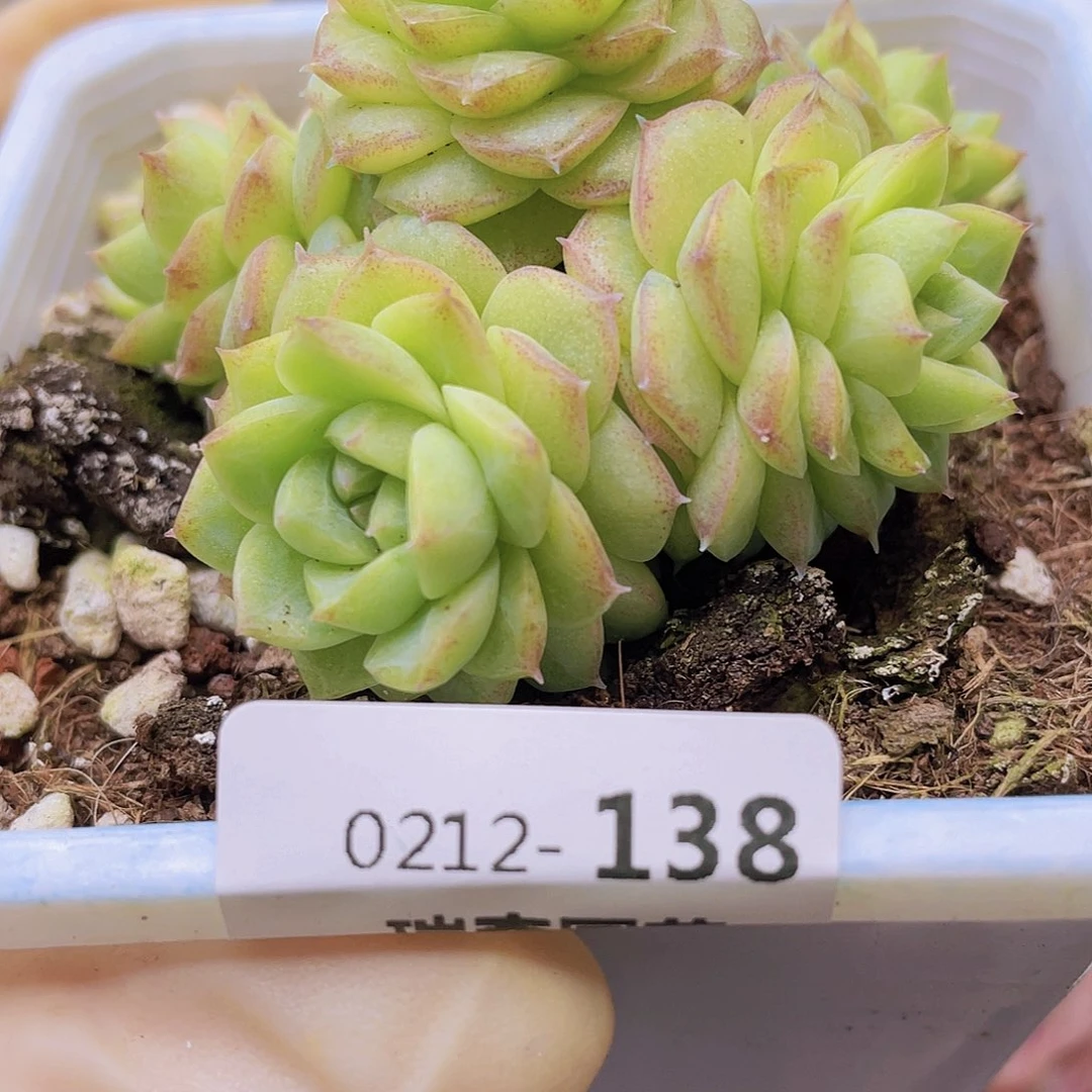 爱****蚁00000000000138一物一拍