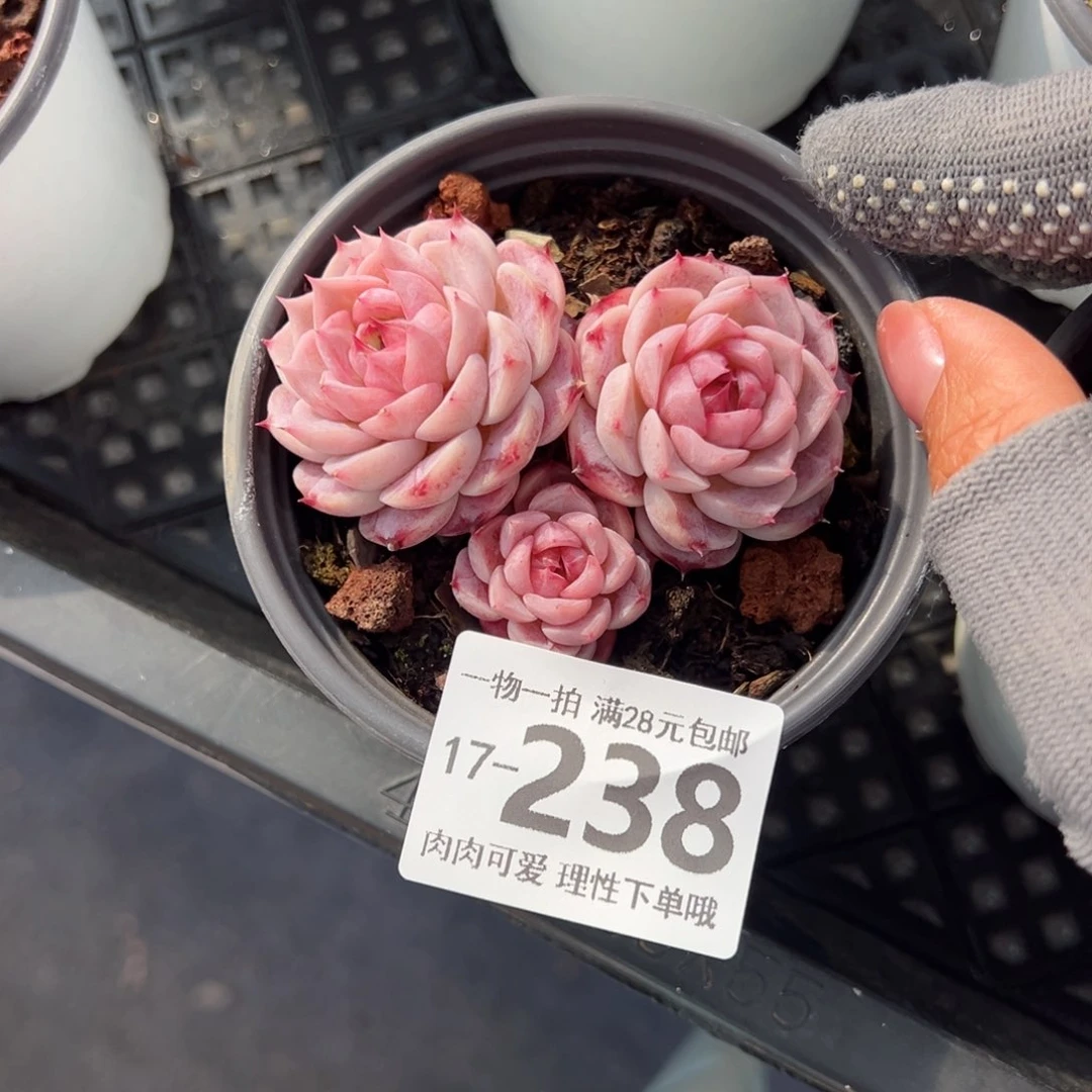 天鹅绒不包整多肉多肉多肉