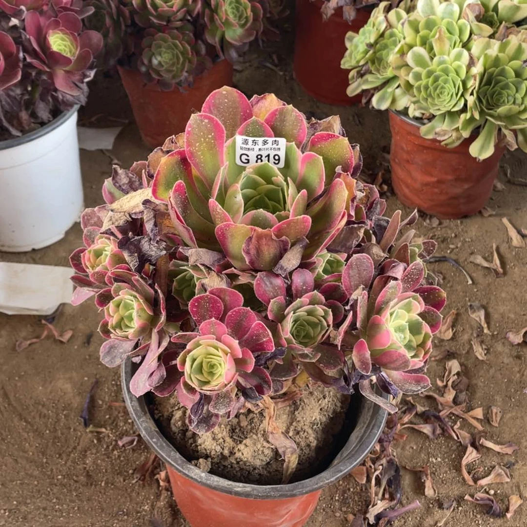 819七彩石多肉法师断枝不包