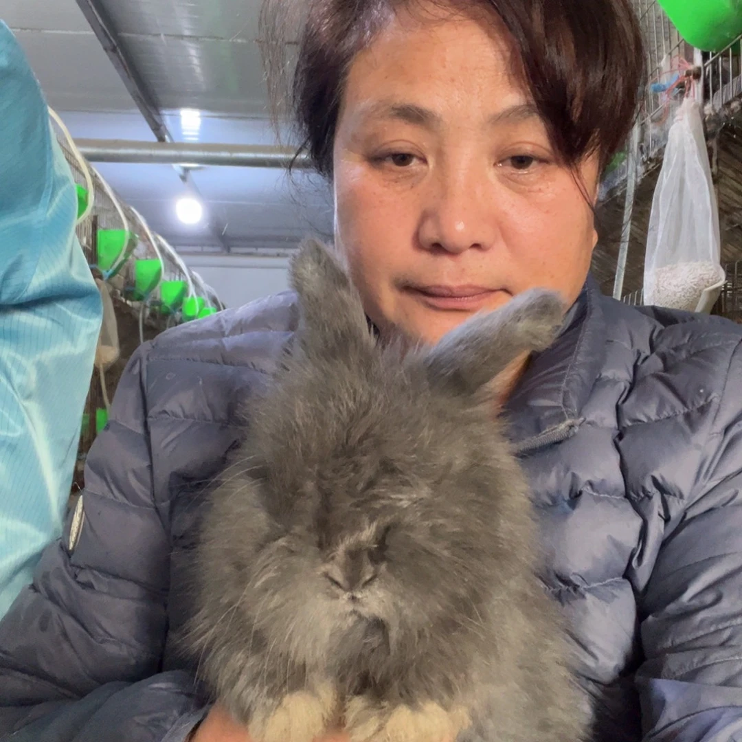 双血统英系安哥拉兔