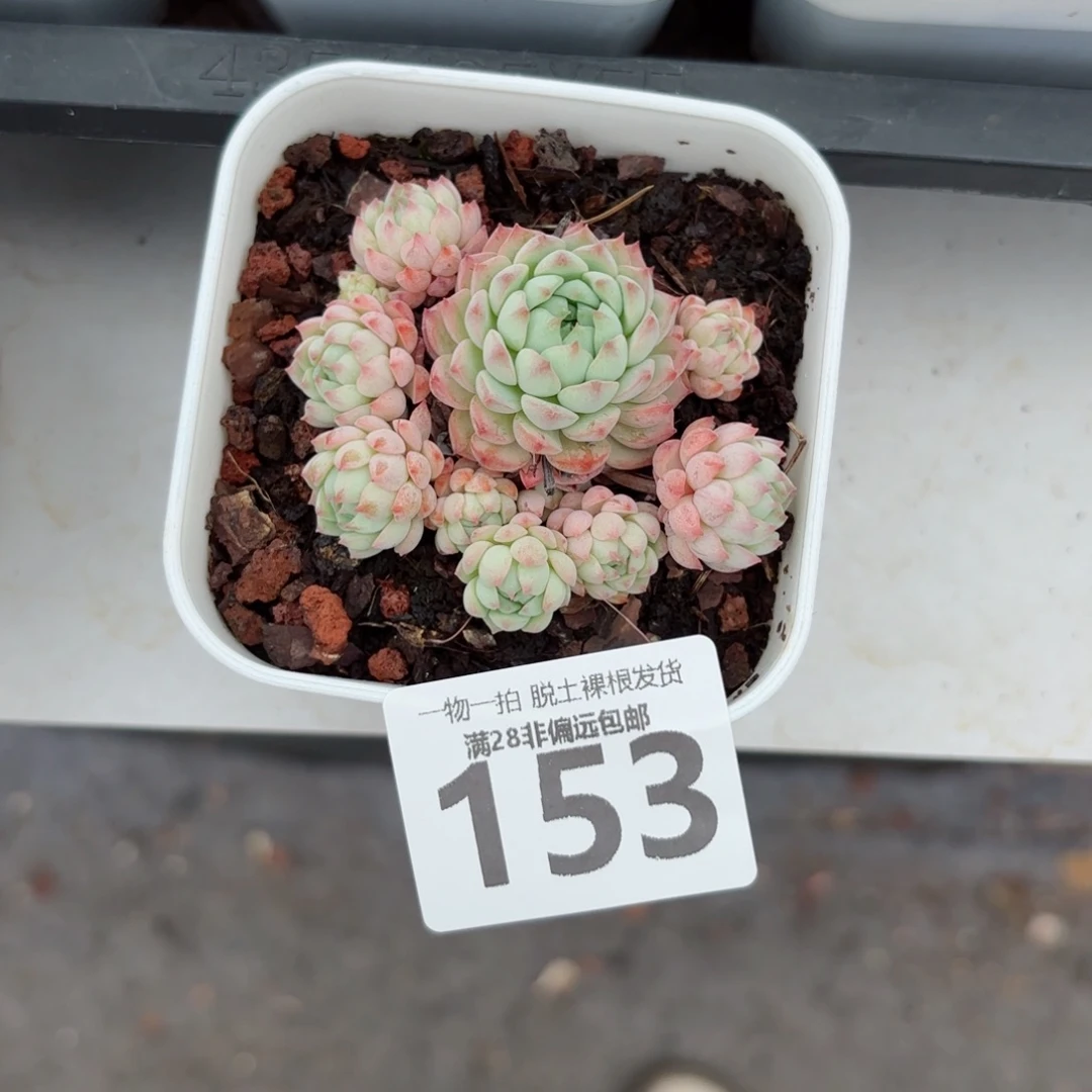小粉梅无盆土发货
