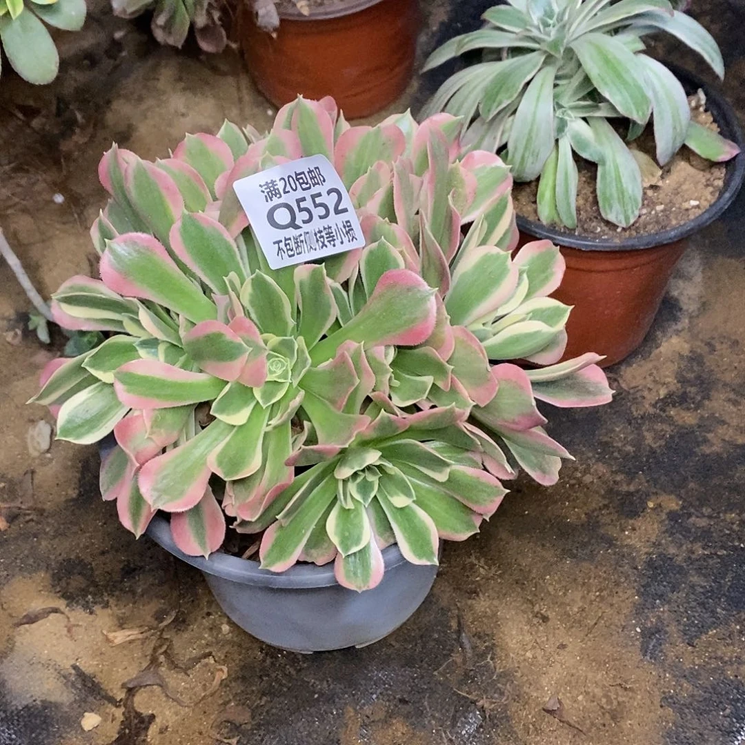 552白凤多肉有砍多肉