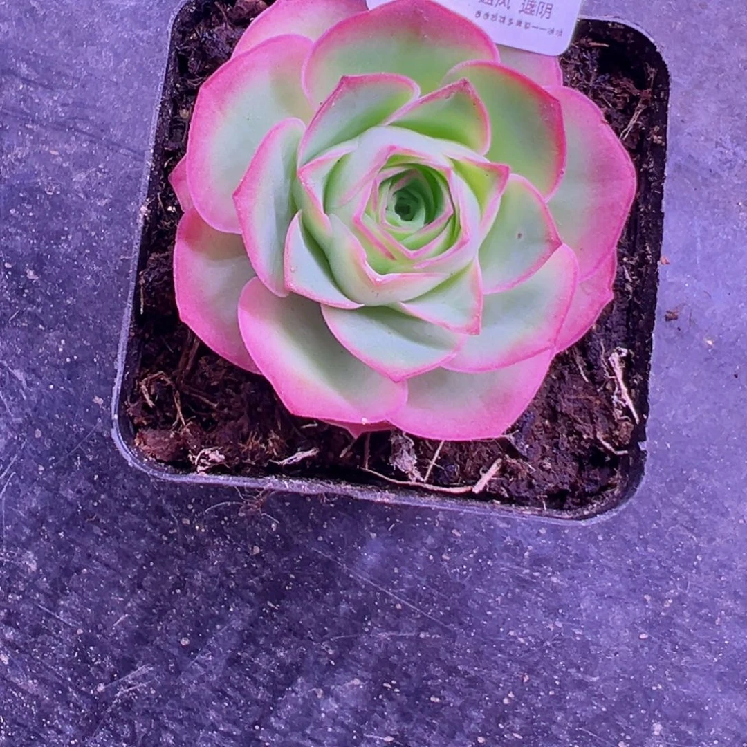 a****eL03半城玫瑰玫瑰