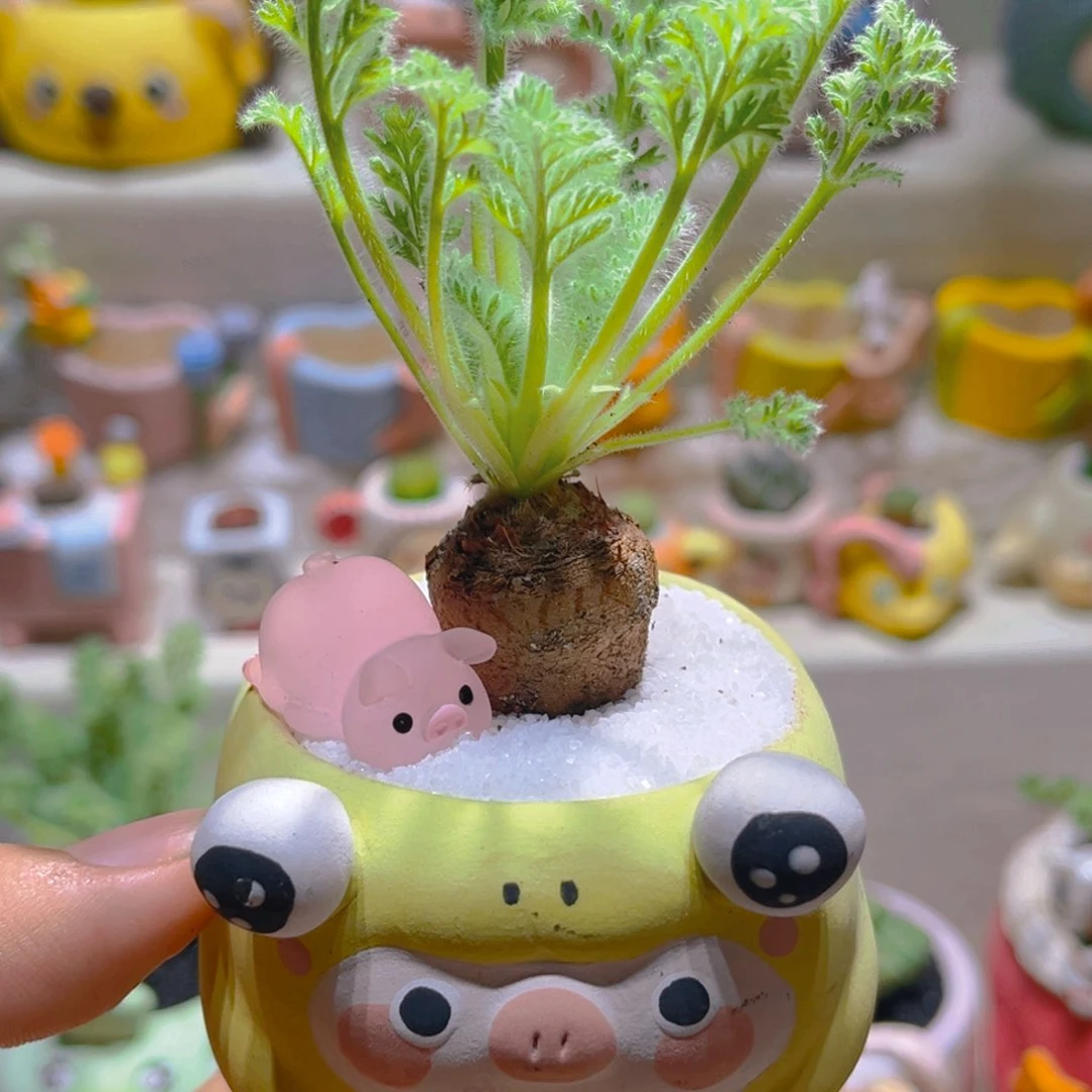 143羽叶洋葵带盆带土手工盆