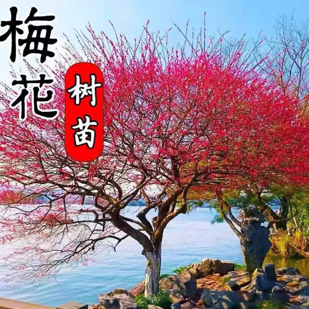 梅花树苗原生高杆骨里红耐寒耐热庭院别墅地栽盆栽带花苞风景树