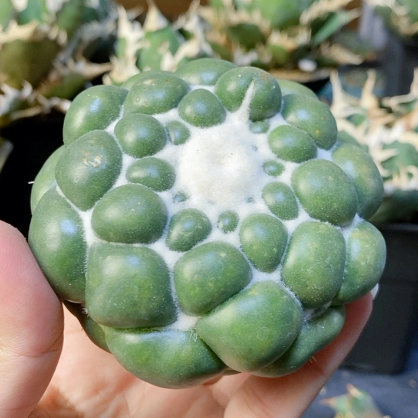 【闪购商品】无刺象牙