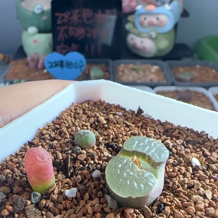 林***琦1507/多肉植物们/