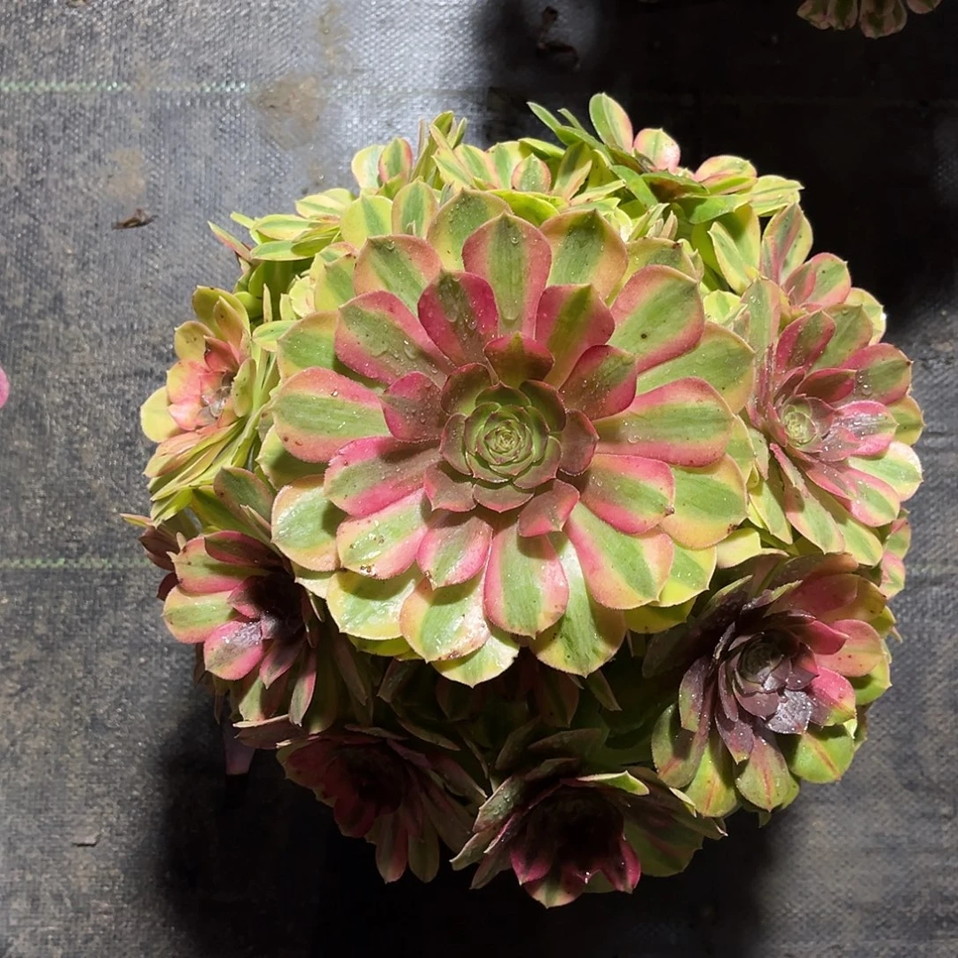 雨荷法师多肉植物漂亮