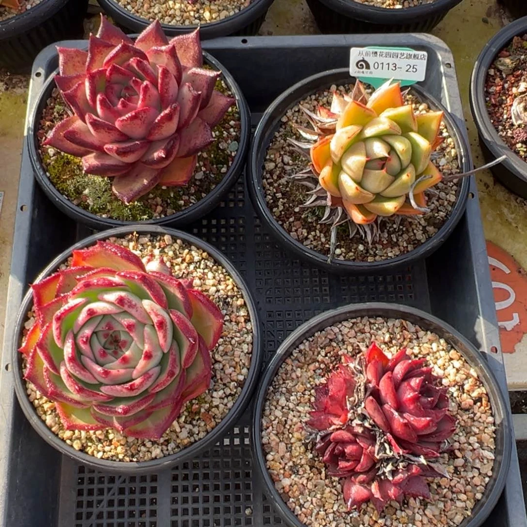 从前慢多肉精选编号0113.25