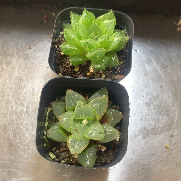 冰城寿+宝莲灯一物一拍